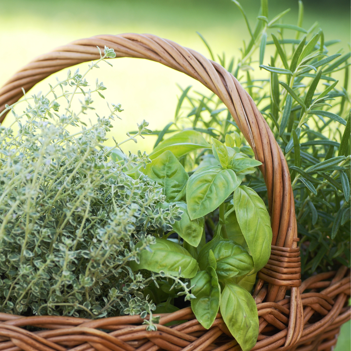 Your Guide to Herbs