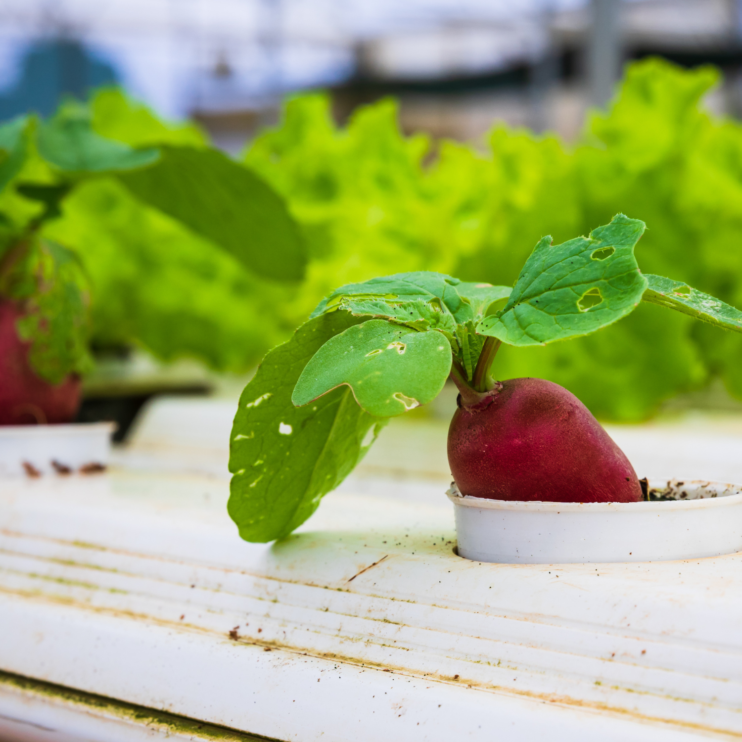 Hydroponic system with plants growing in nutrient-rich solution
