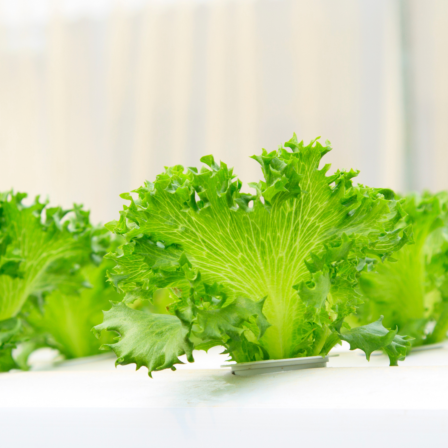 A lush, healthy indoor garden with various plants and vegetables growing in a hydroponic system