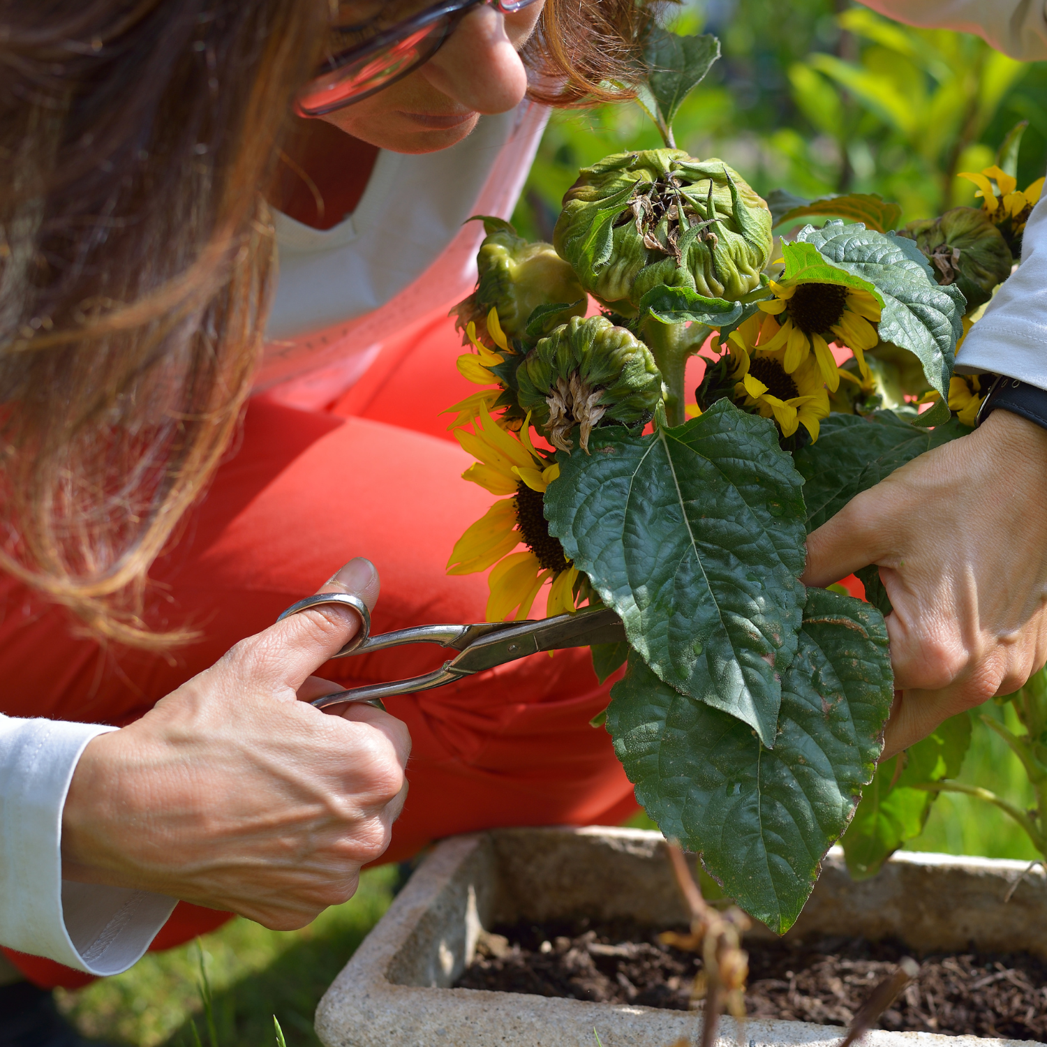 The image represents the idea of gardening for health and wellness and growing your own food