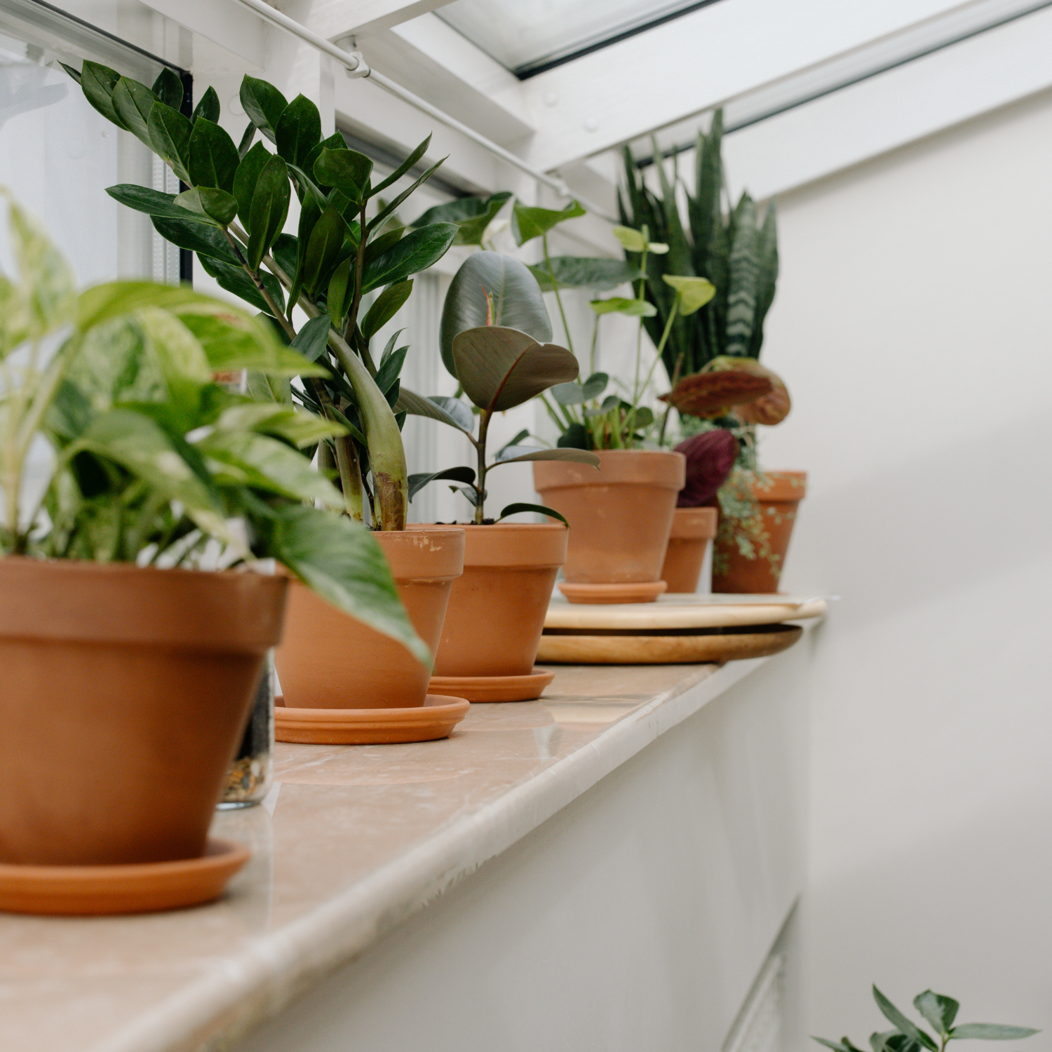 "Photo of indoor plants including a snake plant, a pothos, and a spider plant. These plants have various shapes and sizes, with green leaves and some with white accents.