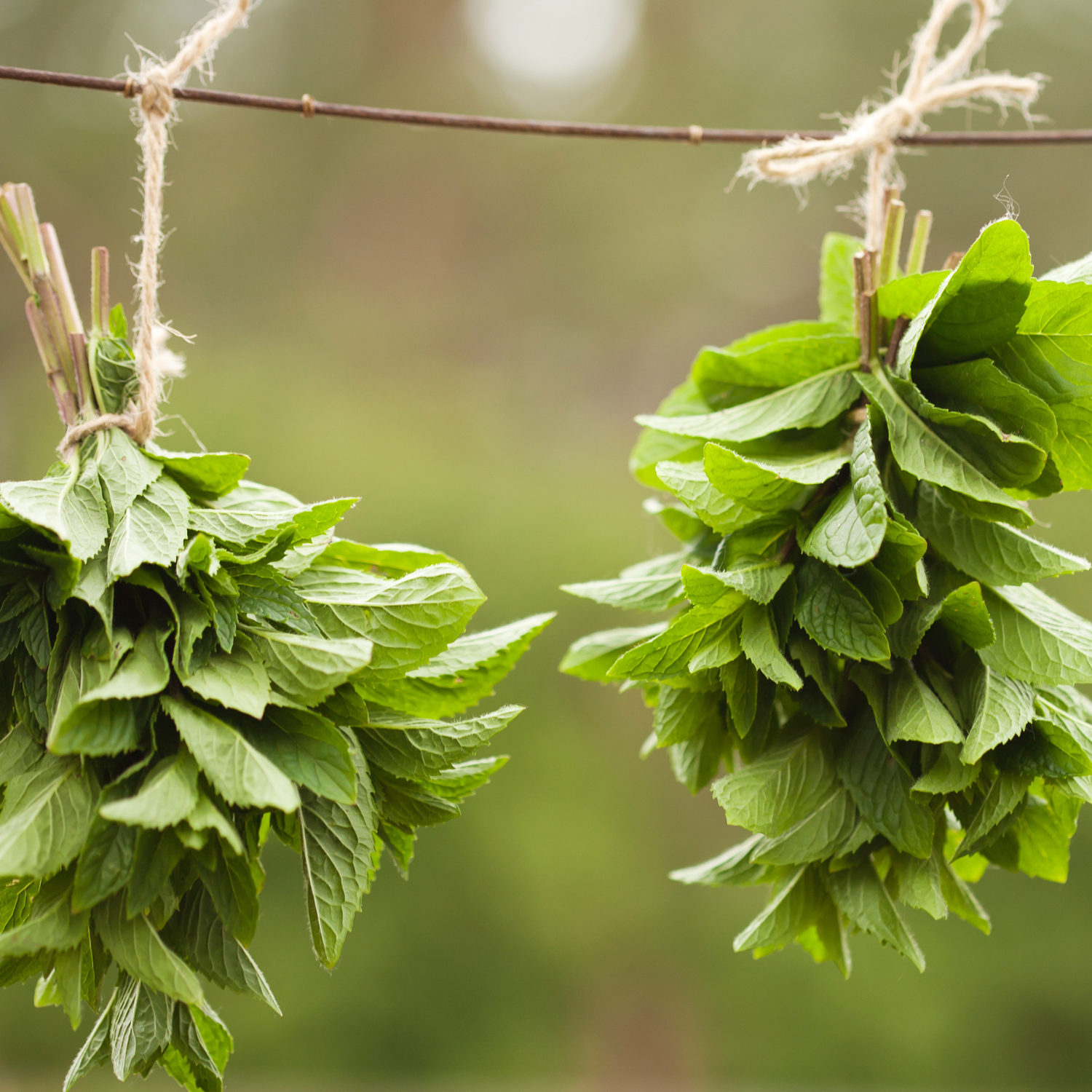 A photo of a variety of herbs, including basil, rosemary, thyme, and mint, arranged in a wooden box with the sun shining on them.