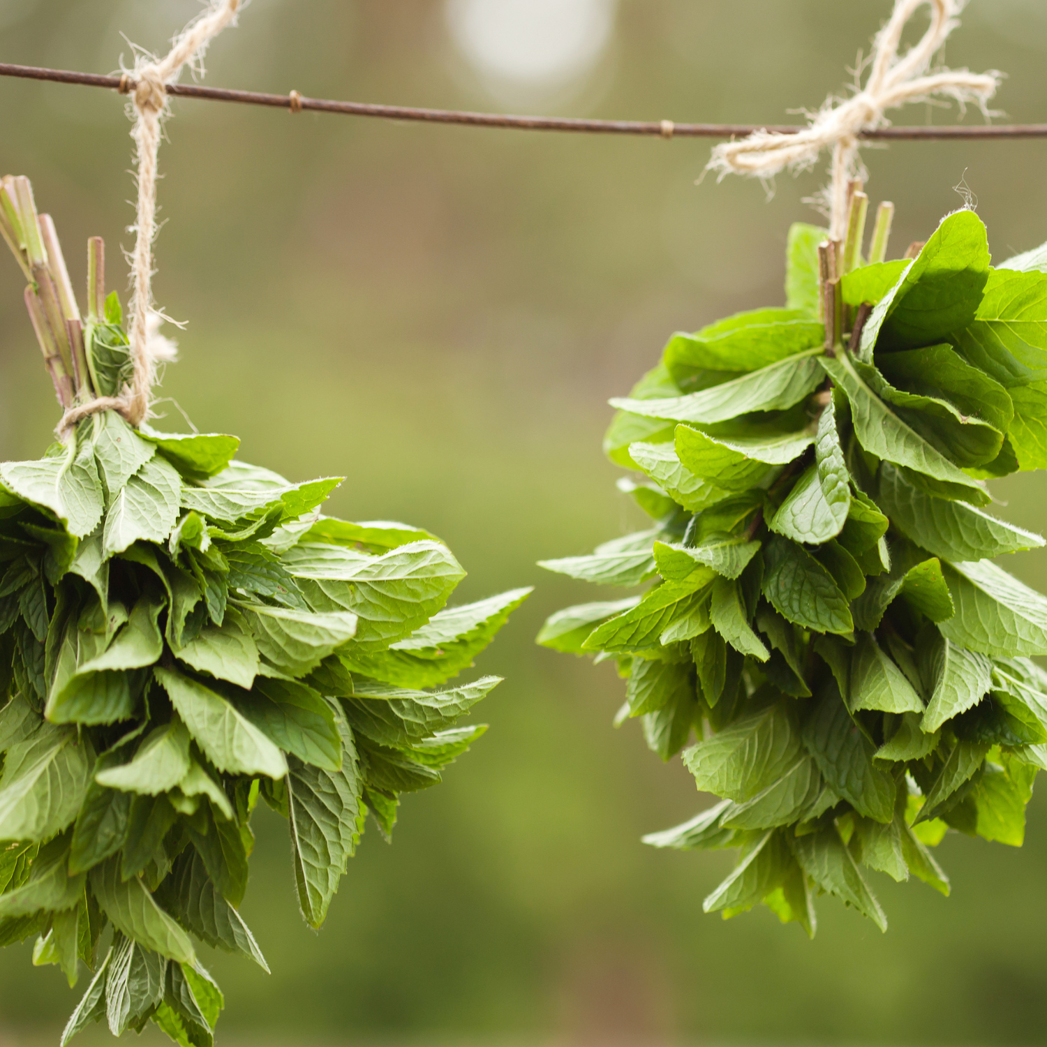  A photo of a variety of herbs, including basil, rosemary, thyme, and mint, arranged in a wooden box with the sun shining on them.