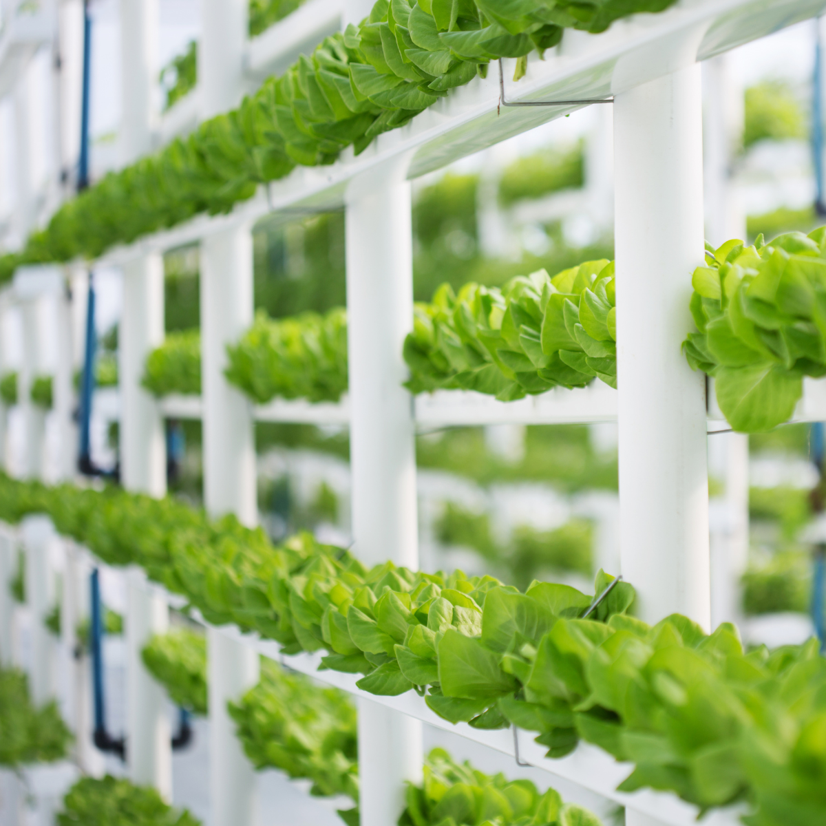 What Are Hydroponic Systems and How Do They Work?