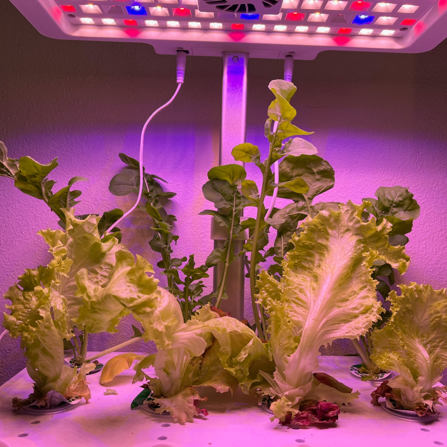 An indoor hydroponic system with rows of green leafy lettuce growing in nutrient-rich water solution under LED grow lights.