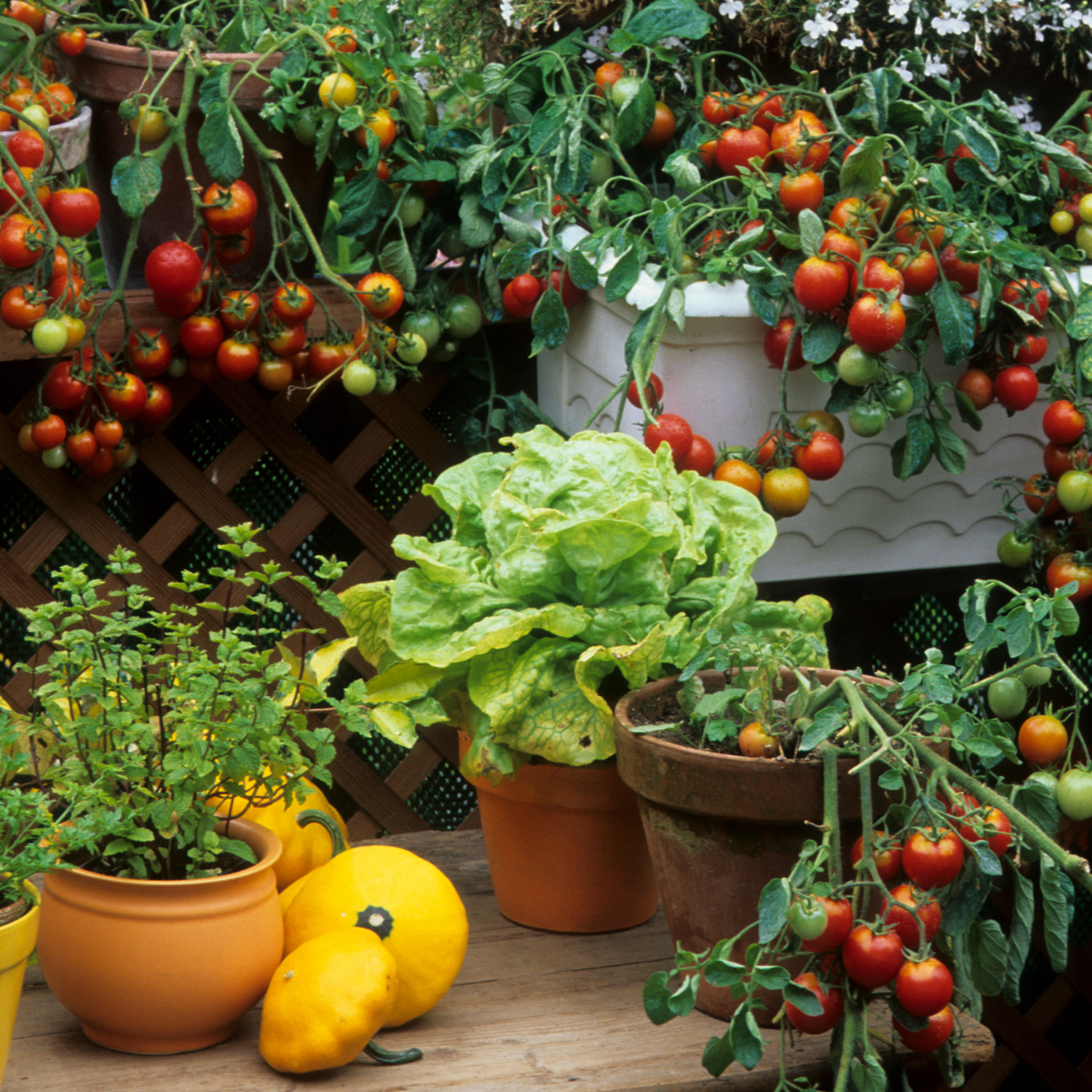 Indoor gardening, vegetable gardening, fertilization, potting mix, indoor plants, gardening tips, sustainable living