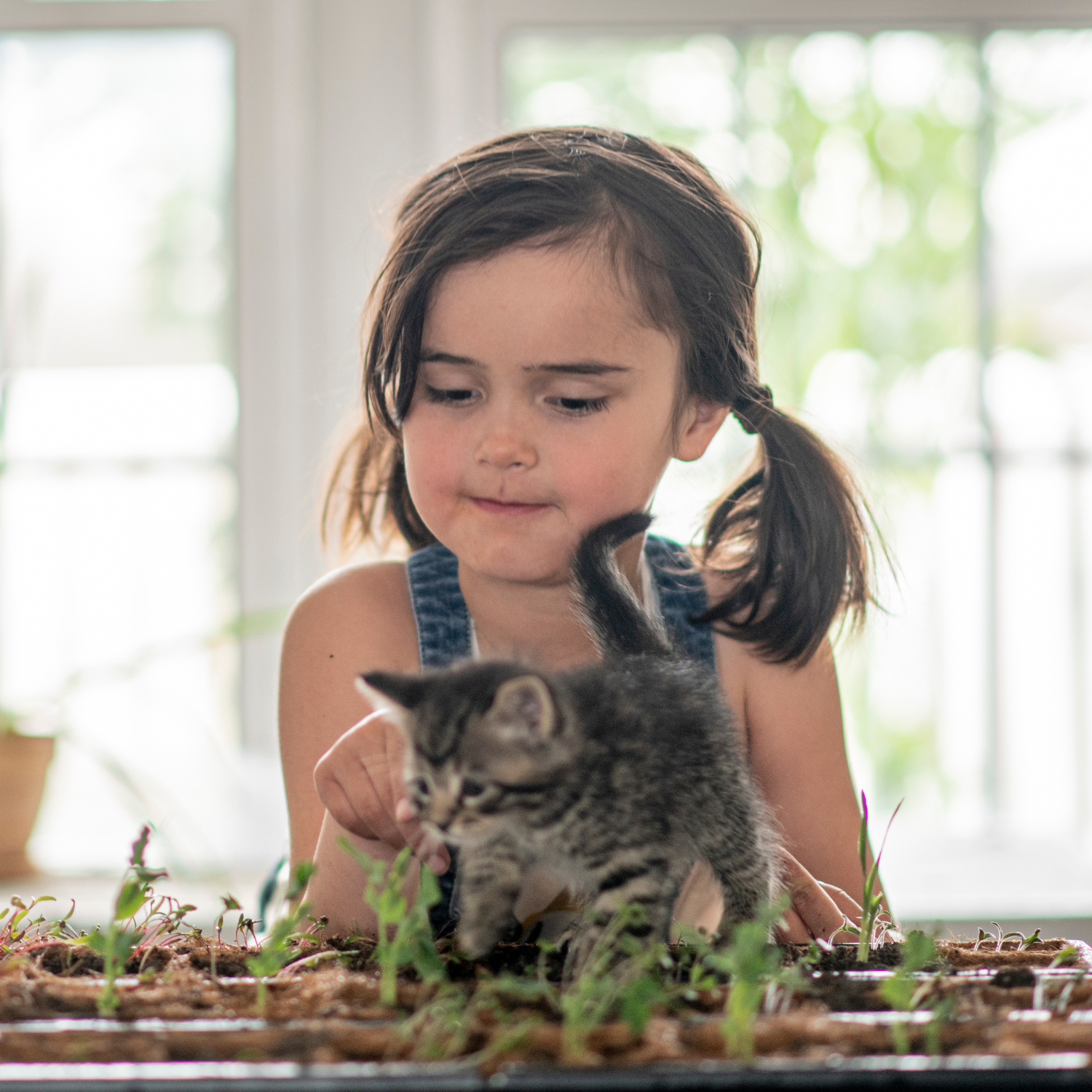 A photo of a Boston Fern - "Boston Fern, a pet-friendly indoor plant option