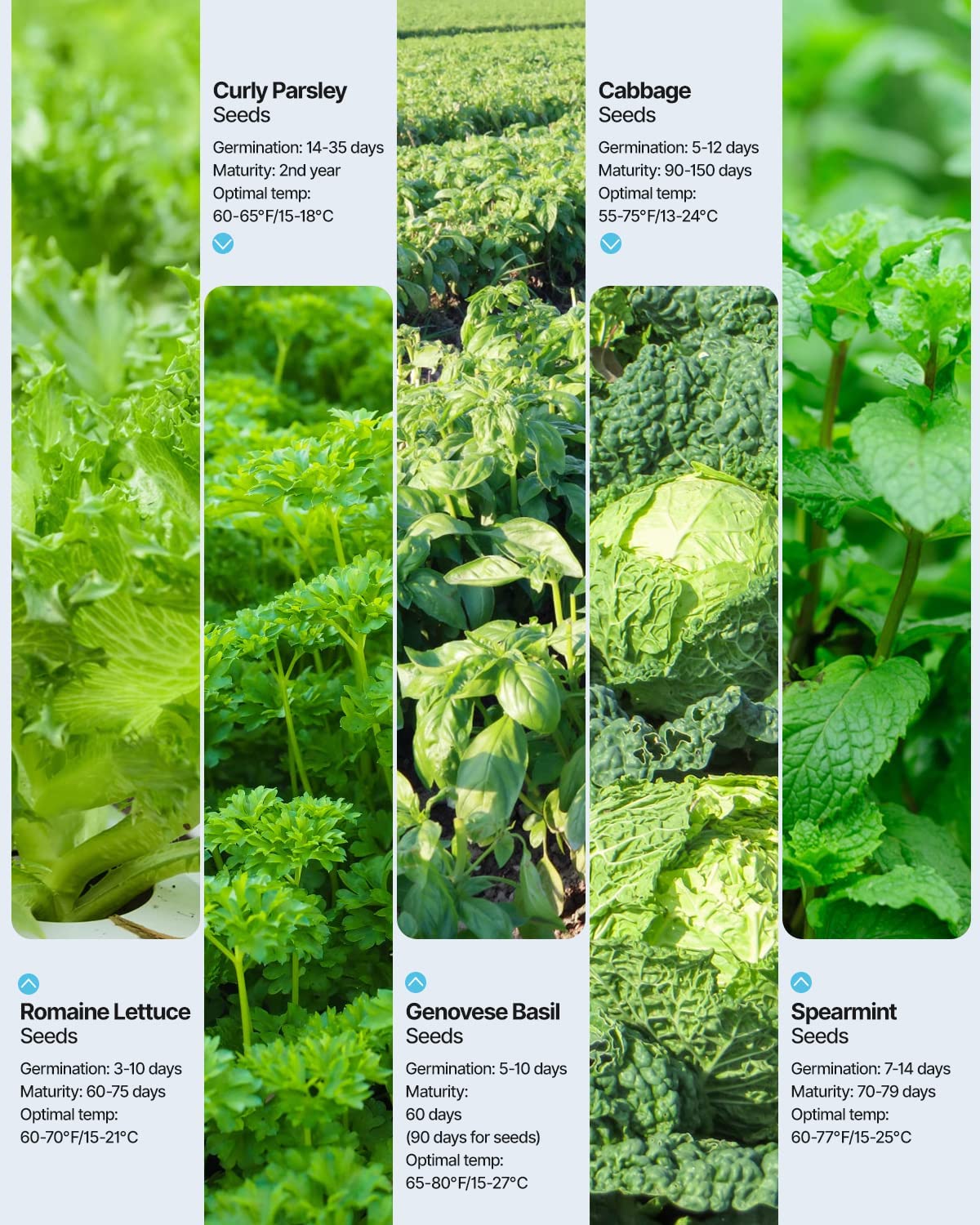 iDOO Vegetable & Herb Seed Packets - Seed by idoo